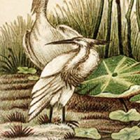 做生意什么车牌号吉利 象征车主发财的车牌号码