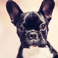 狗狗名字大全女孩