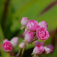 对手越强最不服输的星座有哪些