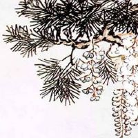 属虎和属牛的合不合 性格互补互相欣赏