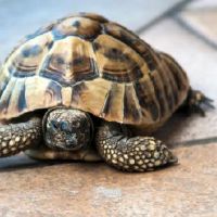 乌龟不能放客厅吗？
