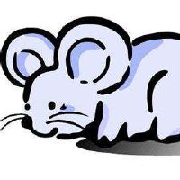 属鼠人2022年6月份运势及运程完整版解析