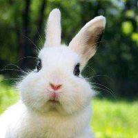 属兔人2022年6月运势运程详细解析 生肖兔2022年6月运气如何