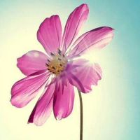 梦到水里许多鱼随意都能抓是