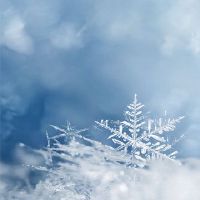 梦见一只小黑狗扑回来咬我