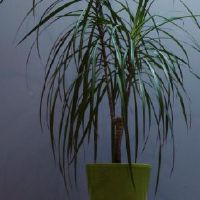 花盆不能放在家门口
