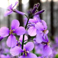 家里院子种植的树木有哪些 桔树吉祥如意幸福