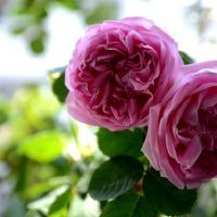 什么吉祥物可以招贵人