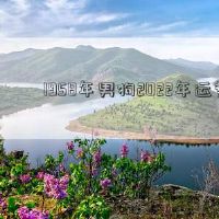 1958年的雄狗2022财富