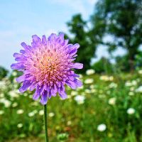 丙子日柱婚姻运势如何 选择什么日柱的人最合适