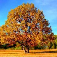 2022年白羊座8月运势及运程 2022年8月白羊座运势完整解读