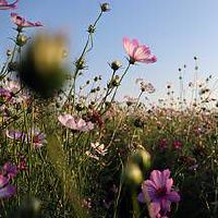 太阳金牛月亮射手性格特点 优缺点解析