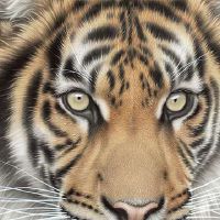 龙转世投胎的八字特点详细说明：为人中之龙