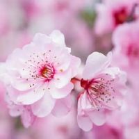 运用风水协助你学好如何恋爱