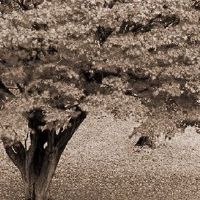 八字神煞分析：流霞