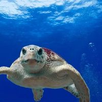 出生在什么时间为狮子座 狮子座男女生的性格特点