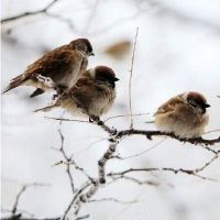 女人梦见要购房去看房