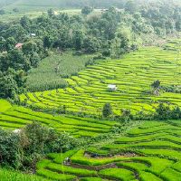 1984年出生的生肖鼠2023年整体运势怎么样