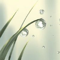 白露节气有吃龙眼的典故吗 历史悠久讲究多