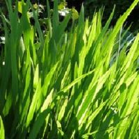 芦荟开花什么风水预兆？
