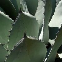 芦荟十二月开花好吗？
