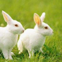 生肖属马2022年8月犯烂桃花转运方法