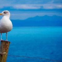 与属相牛相合的生肖饰品有哪些