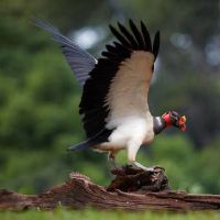 属鼠女命里有多少孩子 几岁生育最好