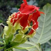 养虎皮兰对夫妻不好吗
