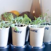 大叶金钻风水禁忌
