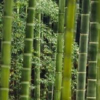 为什么养竹子会倒霉？
