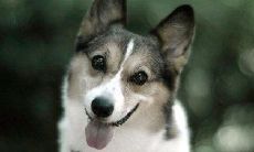 在梦中,我与狗进行双向交流:梦见自己说话给狗,并梦到狗儿也在与我对话