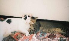 梦中惊醒:梦见自己未生变成了惊喜提前生,超现实体验揭示生命奥秘!