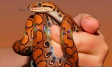 做梦梦见蛇跑了,接着追着我想要咬我!