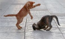 女性睡梦中遭遇猫咪致命对手的反击:与猫展开激烈对战的现场再现!