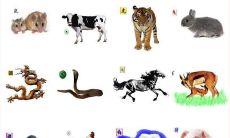 哪些生肖不会长大？有哪些生肖被认为是永远不会成熟的？