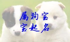 探寻宝宝狗宝宝最迷人的男性化名字，让你的宠物成为耳目一新的聚焦点！