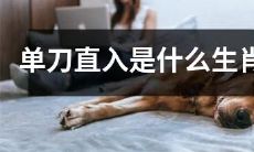 哪些生肖具备单刀直入的个性特征?