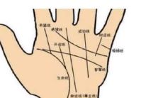 揭示出的女性手相特征：以踏实、谨慎为主，不轻易冒险，注重细节的女性手相解析