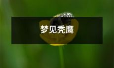 在梦中目睹秃鹰飘过，引发无休止的解读和意义探究！