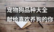 细数所有宠物狗品种的完整指南,奉献给热爱养狗的您