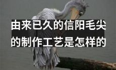 究竟是怎样制作出源远流长的信阳毛尖?——揭秘信阳毛尖的制作工艺