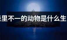什么是出现在表和里的动物不同的生肖？