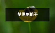 在我梦中，我见到了自己在柔和的阳光下割稻子，那种着迷的感觉在我身体里油然而生