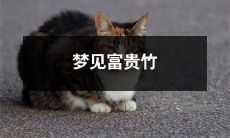 遇见梦幻富贵竹林中的生命奇迹：畅想财富与幸福的精神之旅！