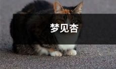 梦见一场绚丽奇妙的夏日，杏花盛开下的幻境之旅