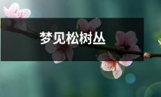 在梦中看到盛开着松树丛的景象