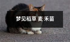 在梦中观赏稻草、麦子、禾苗：对潜意识的深入探索与解读