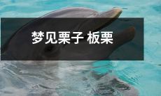 入梦之夜，梦见栗子板栗沉香馥郁，如梦如幻