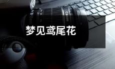 在深夜梦中,我偶然梦见了一片绚丽多彩的鸢尾花田,此景如同一场恍若隔世的美梦,令我回味无穷